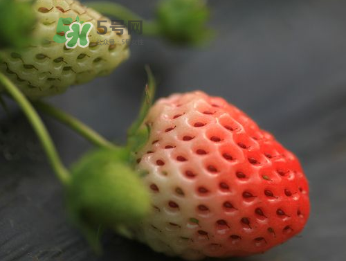 八月份還有草莓嗎？8月份還有草莓嗎？