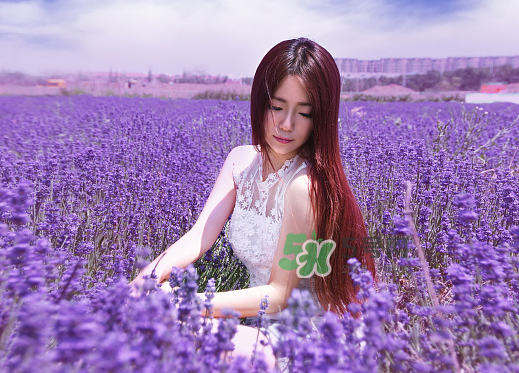 八月份還有薰衣草嗎？8月份還有薰衣草嗎？