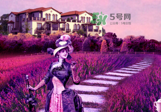 八月份還有薰衣草嗎？8月份還有薰衣草嗎？