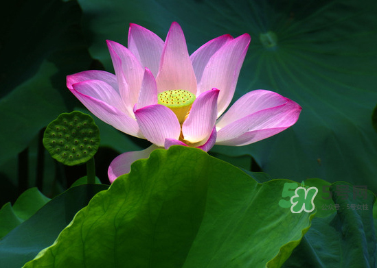 八月份還有荷花嗎？8月份還有荷花嗎？