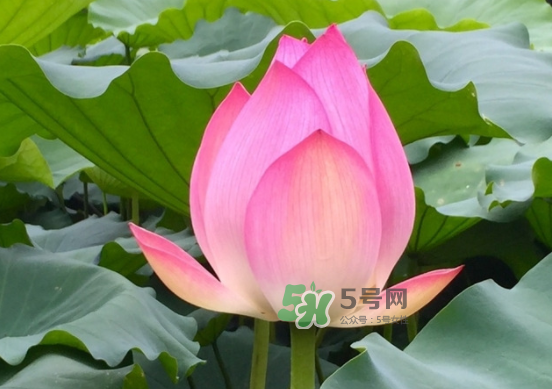 八月份還有荷花嗎？8月份還有荷花嗎？