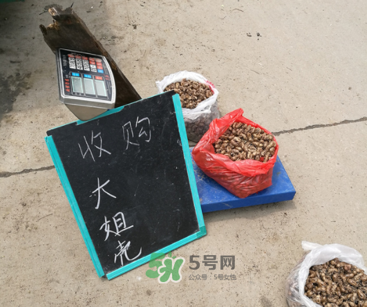 知了殼收什么價(jià)？知了殼收購(gòu)價(jià)格