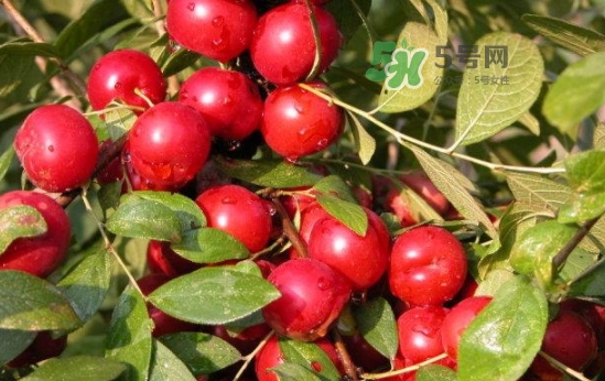 鈣果怎么吃？鈣果食用方法
