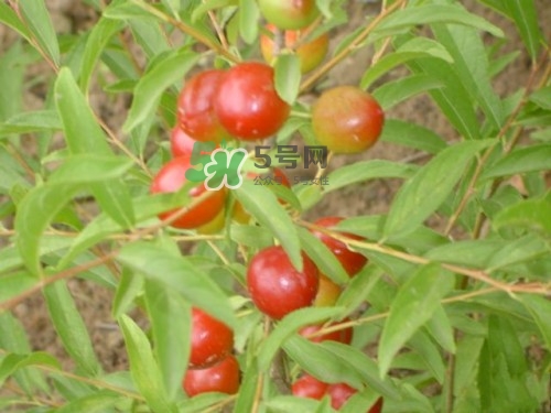 鈣果什么味道？鈣果好吃嗎？