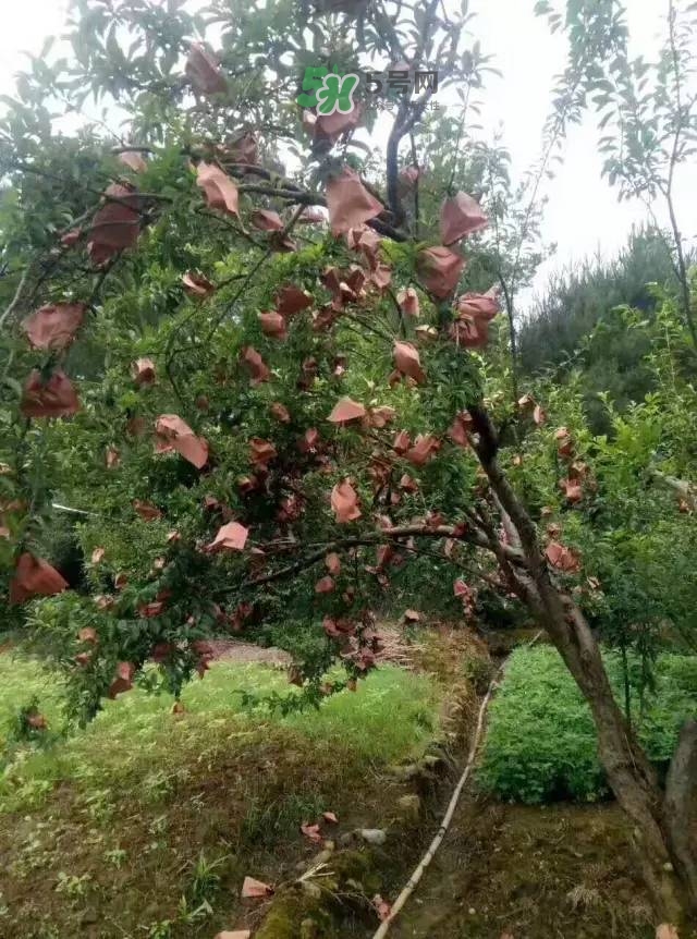 奈李是什么水果？奈李為什么會(huì)空心