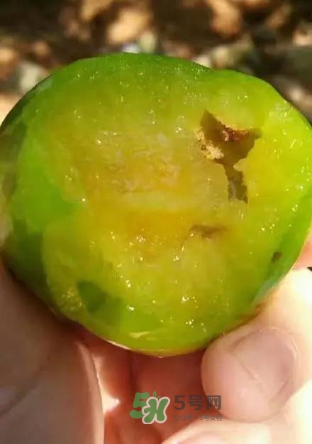 奈李是什么水果？奈李為什么會(huì)空心