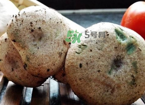 松乳菇真的好吃嗎？松乳菇哪里能吃到