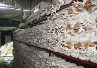 秀珍菇什么品種好？一萬(wàn)袋秀珍菇要多少成本