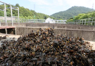 海瓜子多少錢一斤？西湖撈起的海瓜子能吃嗎