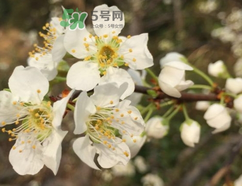 奈李可以放冰箱嗎？奈李怎么保存
