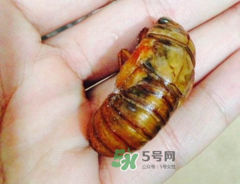 知了猴可以煮著吃嗎？知了猴怎么煮？