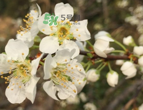 月經(jīng)期間可以吃奈李嗎？來(lái)月經(jīng)可以吃奈李嗎