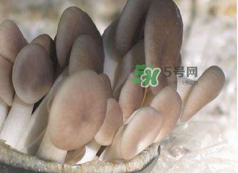 秀珍菇一畝地能種植多少包？秀珍菇如何出菇管理