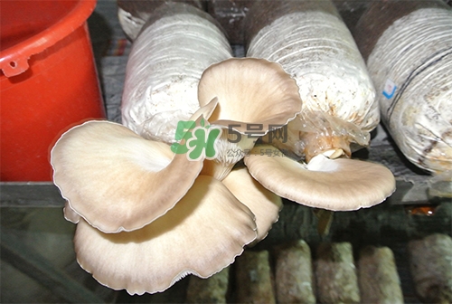 秀珍菇一畝地能種植多少包？秀珍菇如何出菇管理