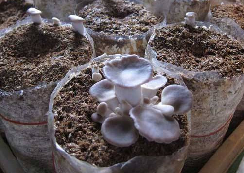 秀珍菇什么品種好？一萬袋秀珍菇要多少成本