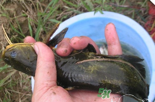 黃刺魚(yú)什么天氣好釣？黃刺魚(yú)釣魚(yú)最佳時(shí)間