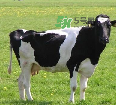 牛初乳哪種比較好？牛初乳哪個品牌的好？