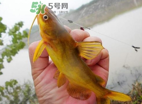 黃刺魚多少錢一斤？野生黃刺魚多少錢一斤