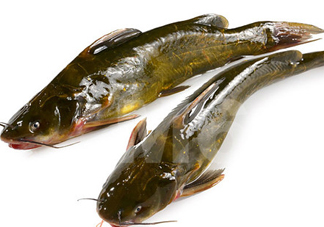 黃刺魚什么天氣好釣？黃刺魚釣魚最佳時(shí)間