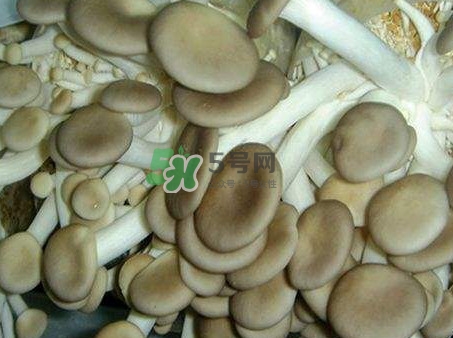哪些人不能吃秀珍菇？秀珍菇不能和什么同吃？