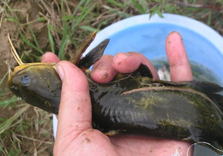 黃刺魚死了能吃嗎？黃刺魚不能與什么同食