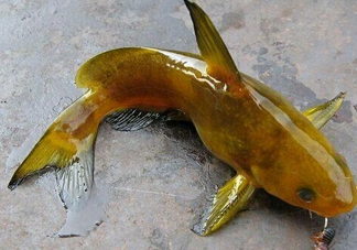 黃刺魚多少錢一斤？野生黃刺魚多少錢一斤