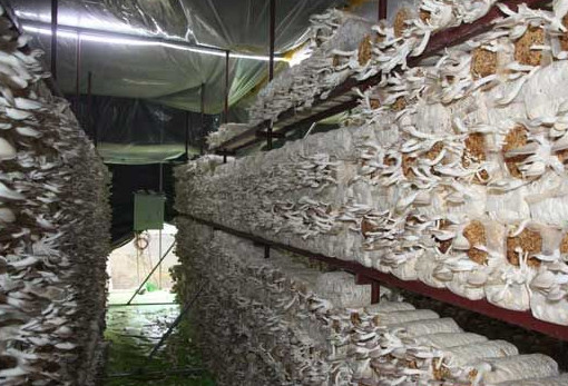 秀珍菇什么品種好？一萬袋秀珍菇要多少成本