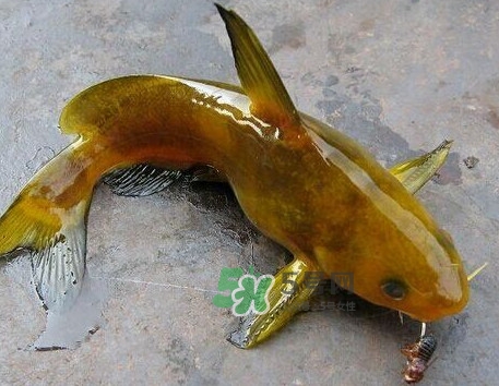 黃刺魚幾月份最好釣？黃刺魚怎么釣