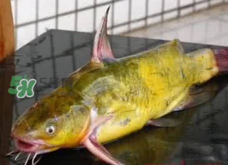 黃刺魚(yú)什么天氣好釣？黃刺魚(yú)釣魚(yú)最佳時(shí)間