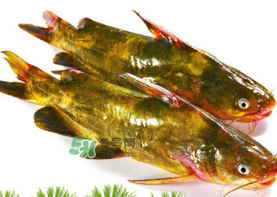 黃蜂魚怎么煮好吃？黃蜂魚燉湯孕婦可以喝嗎
