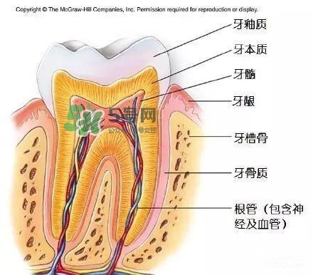 regenerate牙膏多少錢？regenerate牙膏專柜價(jià)格