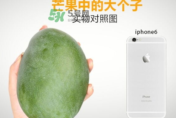 凱特芒果多少錢一斤？凱特芒果價(jià)格