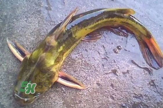 黃蜂魚有毒嗎？黃蜂魚怎么去毒