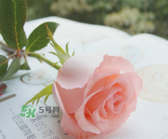 roseonly限量紅粉玫瑰多少錢？有幾朵？