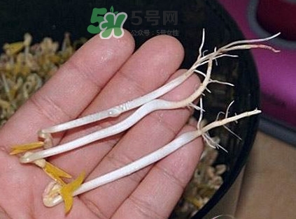 豆芽有根好還是無根好？無根豆芽與有根豆芽區(qū)別