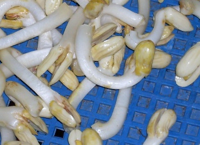 花生芽多少錢一斤？花生芽苦味有毒嗎？