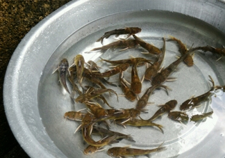 黃蜂魚怎么做好吃？黃蜂魚怎么釣