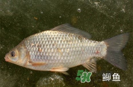 鰣魚和響魚是兩種魚嗎？鰣魚和鯽魚的區(qū)別