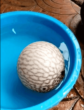 河豚魚(yú)多少錢(qián)一斤？河豚為什么會(huì)鼓起來(lái)