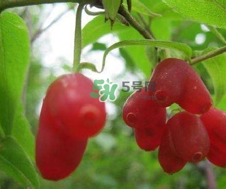 杈杷果能放時(shí)間長(zhǎng)嗎？杈杷果怎么保存？