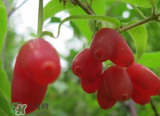 杈杷果能放時(shí)間長(zhǎng)嗎？杈杷果怎么保存？