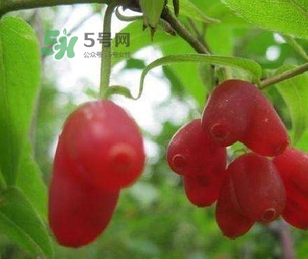 杈杷果多少錢一斤？杈杷果價(jià)格表