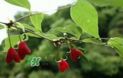 杈杷果怎么吃？杈杷果食用方法