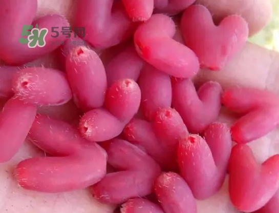 杈杷果怎么吃？杈杷果食用方法