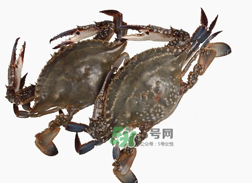 梭子蟹一只大概多重？梭子蟹一斤一般幾只？