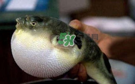 河鲀可以養(yǎng)嗎？河鲀有毒為什么還要吃
