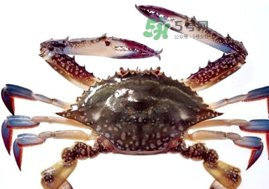 梭子蟹一只大概多重？梭子蟹一斤一般幾只？