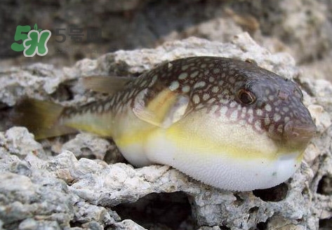 河鲀是淡水魚嗎？河鲀是哺乳動物嗎