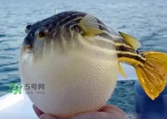 河鲀和大巴魚是一回事嗎？河鲀有哪些營養(yǎng)價(jià)值