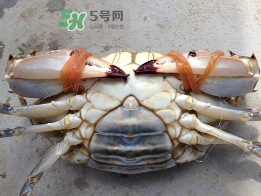 飛蟹可以冷凍嗎？飛蟹能冷凍保存嗎？